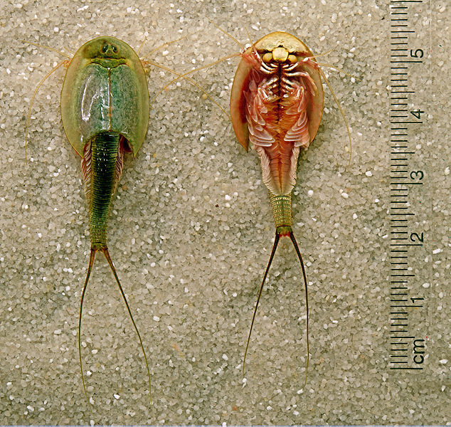 634px-triops-longicaudatus-dorsal-ventral-edit.jpg