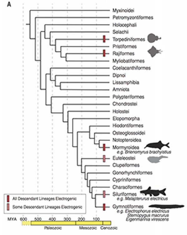 Fishgraph.jpg