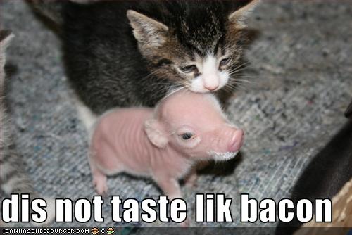 funny-pictures-kitten-tastes-uncooked-bacon1.jpg