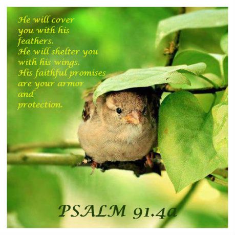 psalm-91-4.jpg
