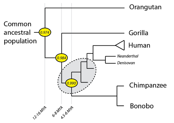 evolution-basics-from-primate-to-human-part-1_2.png