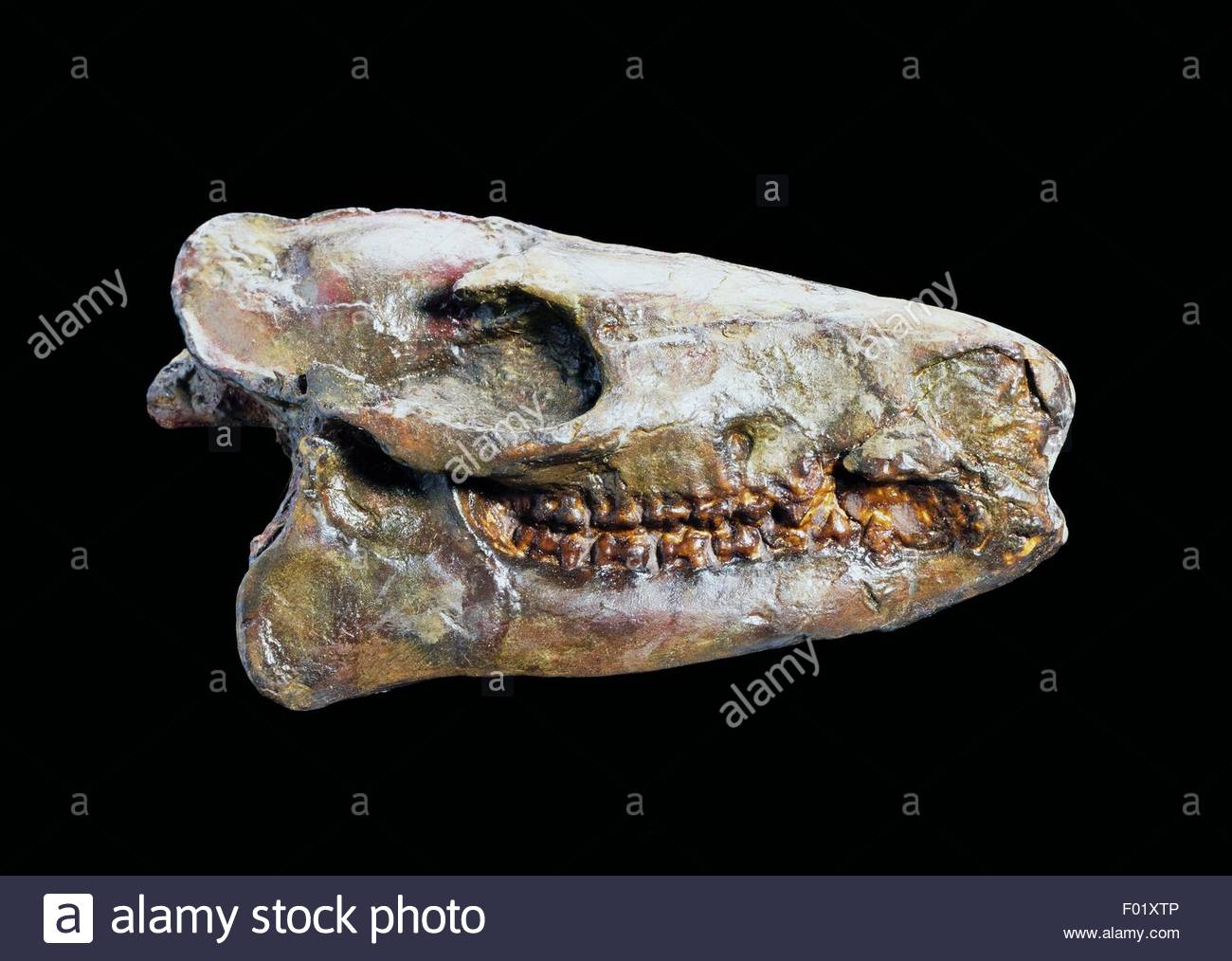 eohippus-or-hyracotherium-skull-perissodactyl-ungulates-eocene-epoch-F01XTP.jpg