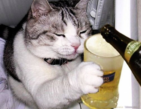 cat-drinking-beer.jpg