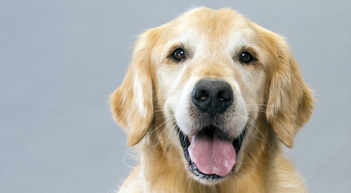 GoldenRetriever_hero_-_Copy.jpg