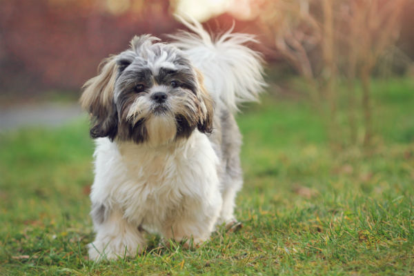 shih_tzu_body_image_2.jpg