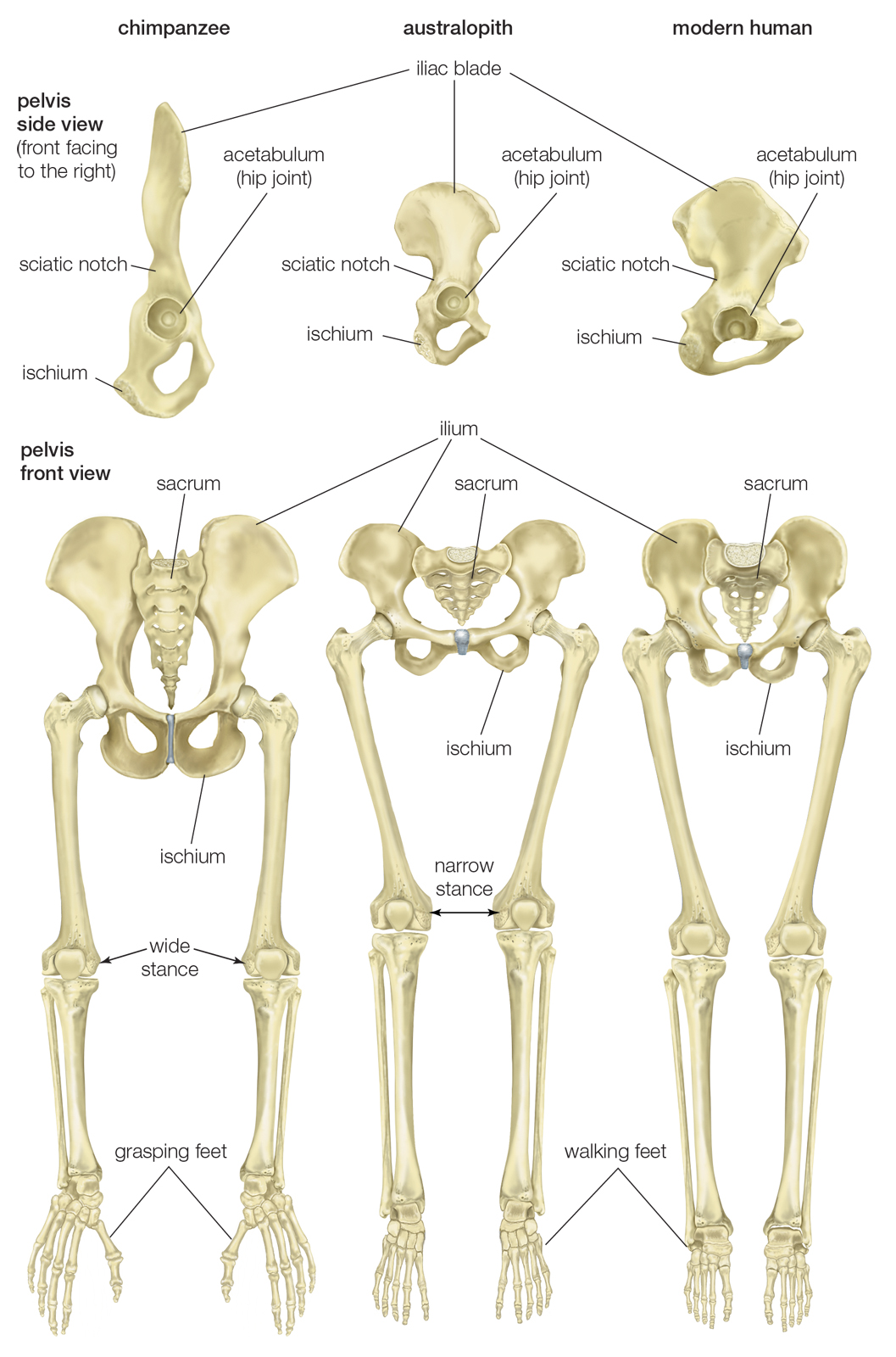 Comparison-pelvis-chimpanzee-limbs-human-australopith.jpg