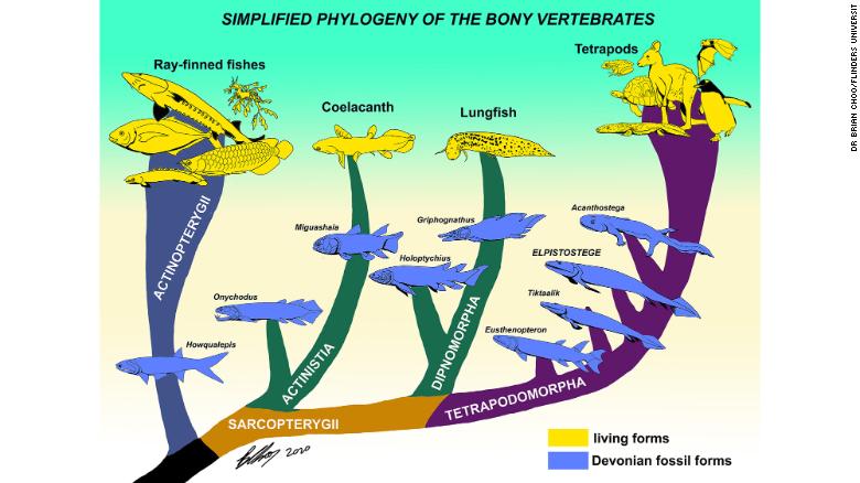 200318111514-02-fish-finger-evolution-exlarge-169.jpeg