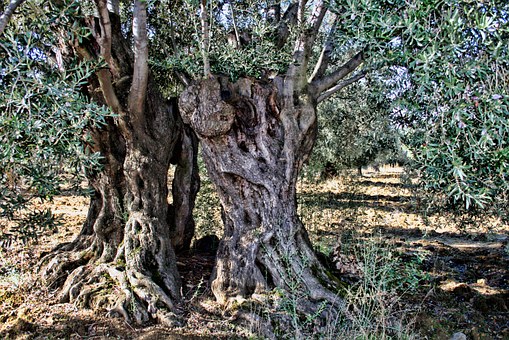 olive-tree-333973__340.jpg