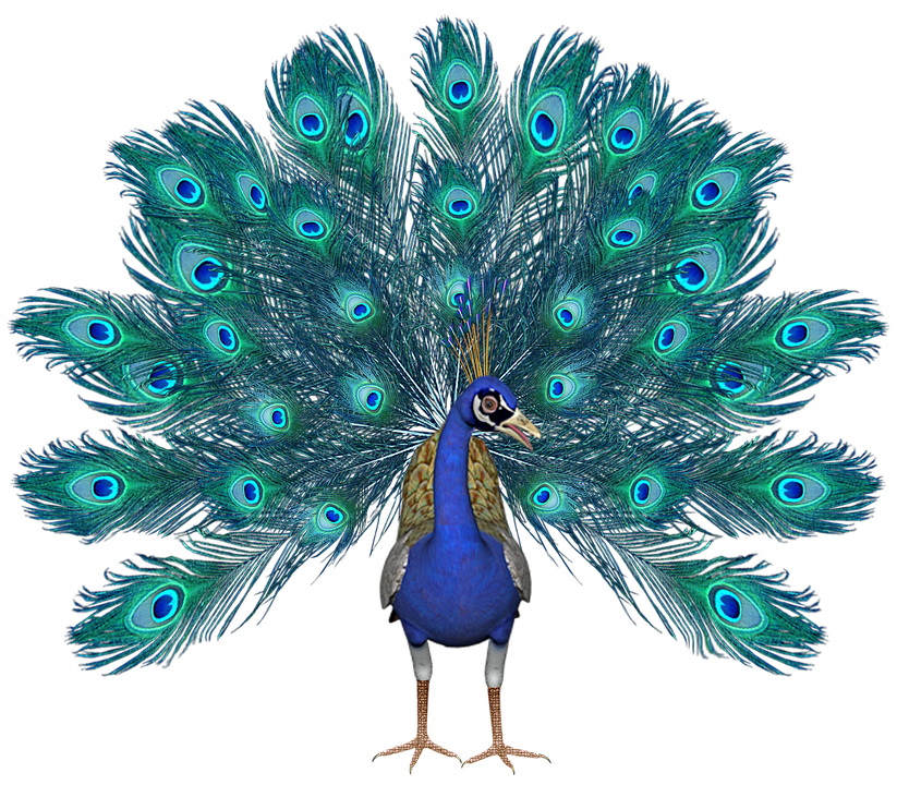 peacock-2740513_960_720.png