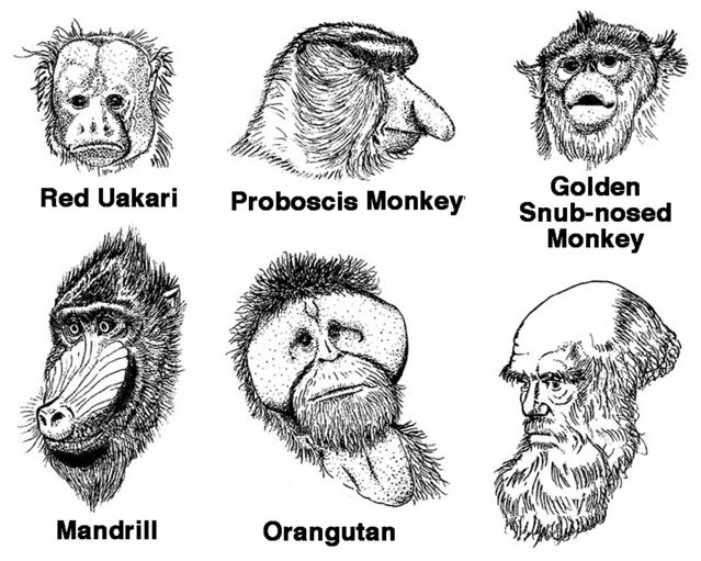 beards_in_primates_dixson_2005.jpg