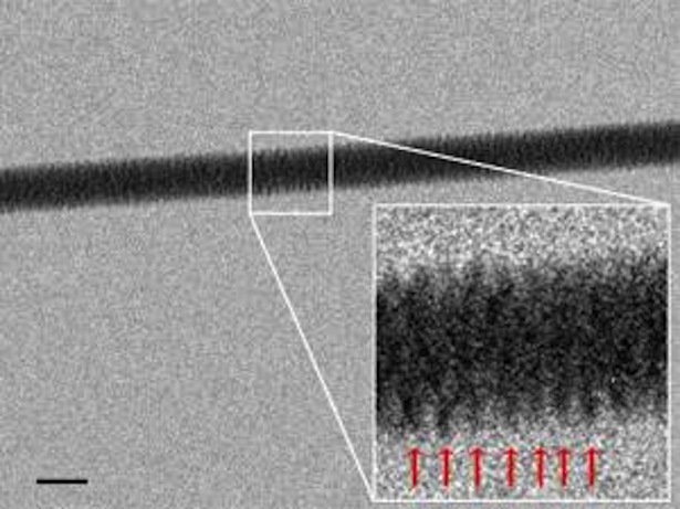 1-dna-imaged-with-electron-microscope-for-the-first-time-thumb-615x461-106831.jpeg