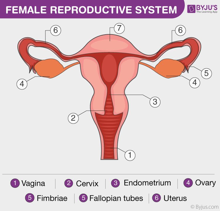 Female-Reproductive-Systems.png