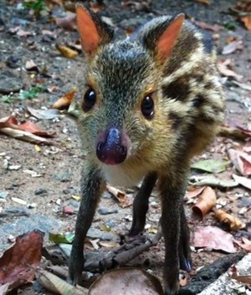 chevrotain-whatchamacalit-babies-510x600.jpg