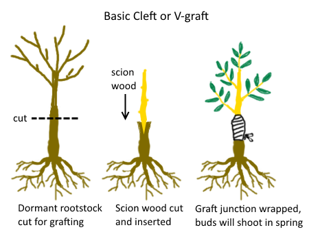 cleft-graft.png