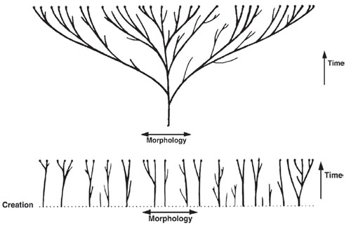 Morphology.jpg