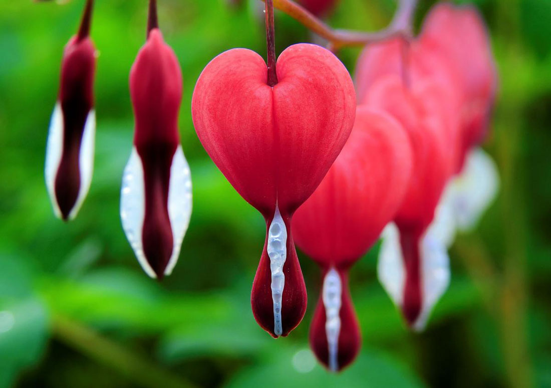 bleeding-heart-flower-plant-picture.jpg