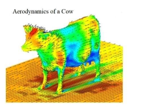 animal-aerodynamics-cow