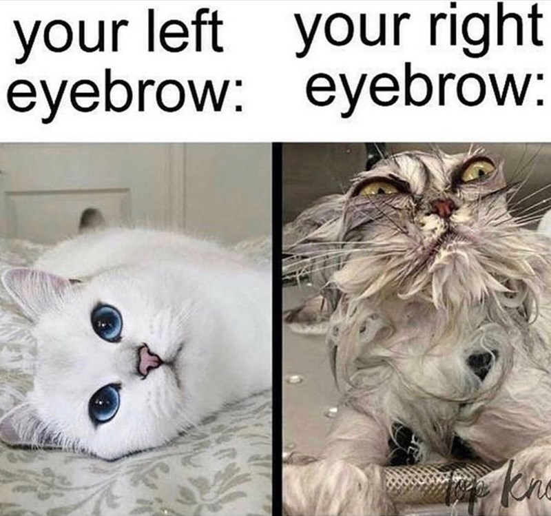 cat-left-right-eyebrow-eyebrow