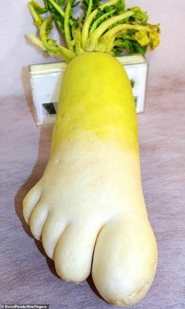 This bizarre radish formed perfectly in the shape of a very large human foot, complete with five toes