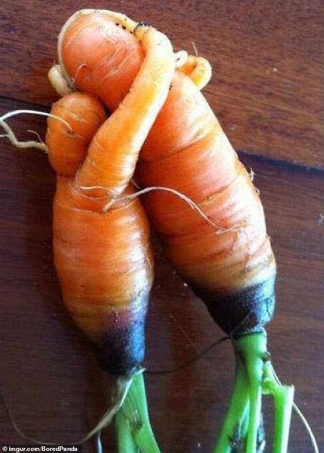 A pair of carrots appeared to smooch one another, but one kept their headphones on during the cuddle