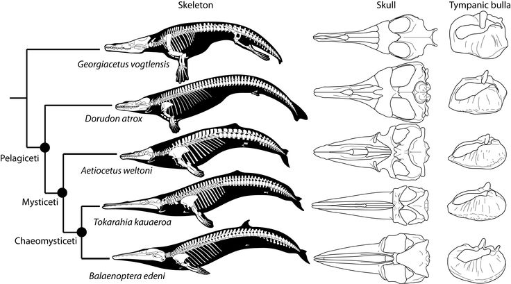 208a55980d1458a9ac0be6c11cc563cd--baleen-whales-balaenoptera.jpg