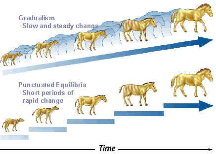 3e3253f9801889a207d105adbfc95e98--punctuated-equilibrium-biology.jpg