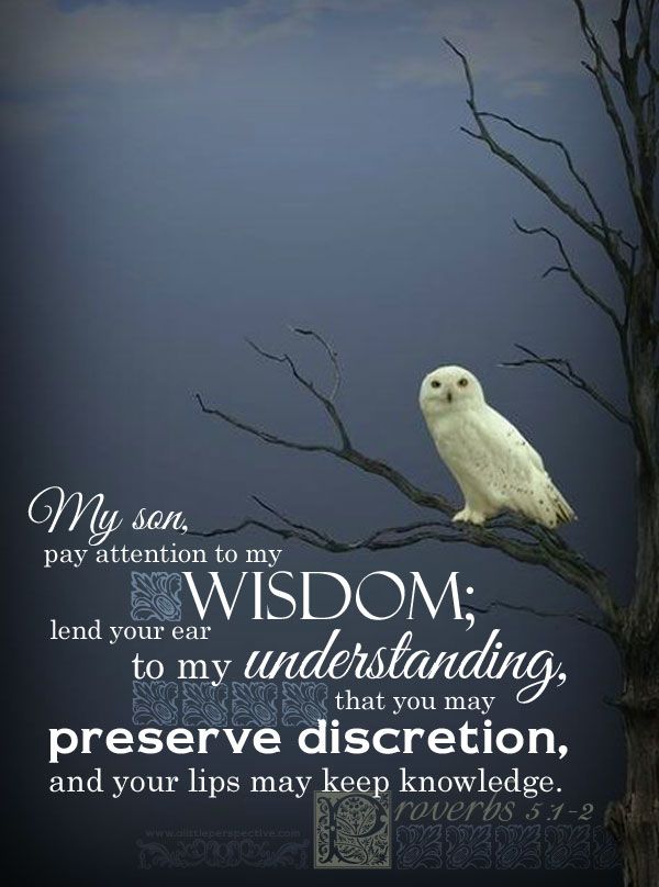 4cd6ecb0d7316037a5fce87da6b2d10a--beautiful-owl-bible-proverbs.jpg