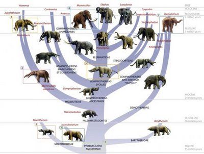 7c5a814aded7b0f66e2b2ddb95480e2a--the-evolution-the-elephants.jpg