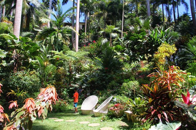 9374483e5f38dde11fbc56d5727038b5--succession-tropical-gardens.jpg