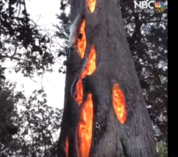burning-tree-.jpg