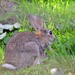 Oryctolagus-Cuniculus-Adult-Rabbit-European-Wild-297965.jpg