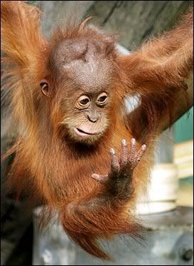 baby_orangutan_sees_hand.jpg