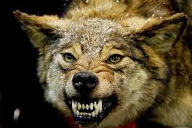 teeth_wolf_1.jpg