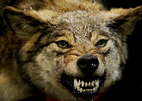 Wolves_001.png