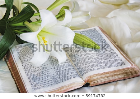 easter-lily-bible-450w-59174782.jpg