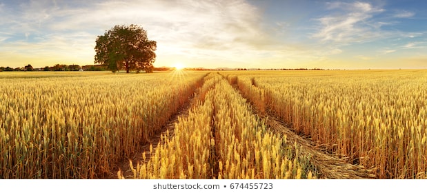 gold-wheat-flied-panorama-tree-260nw-674455723.jpg