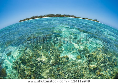 lady-elliot-island-fish-eye-450w-124119949.jpg