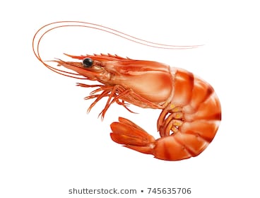 red-cooked-prawn-tiger-shrimp-260nw-745635706.jpg
