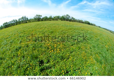 scenic-picture-meadow-full-dandelions-450w-66146902.jpg