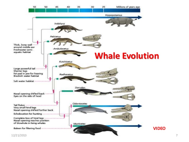 introduction-to-marine-mammalsmridula-srinivasan2013-7-638.jpg