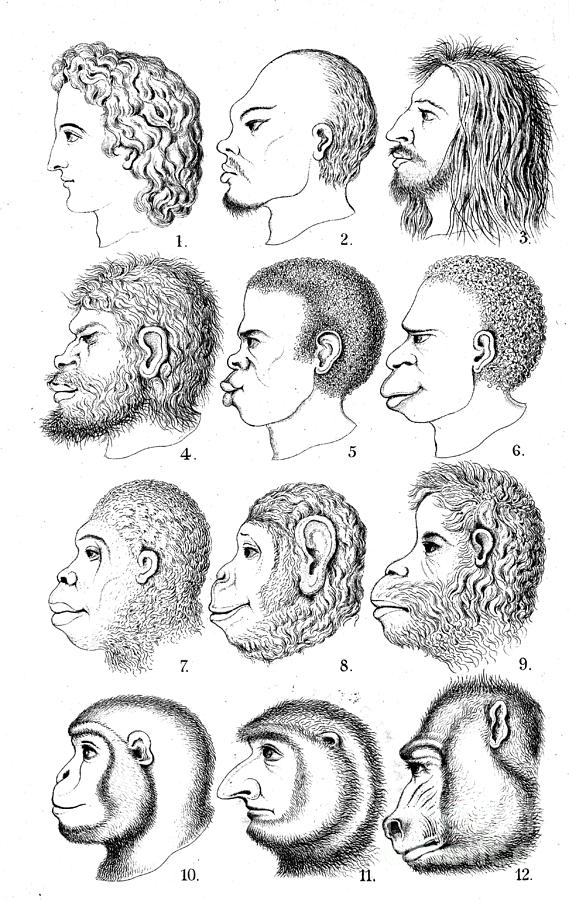 haeckels-racist-evolutionary-theory-wellcome-images.jpg