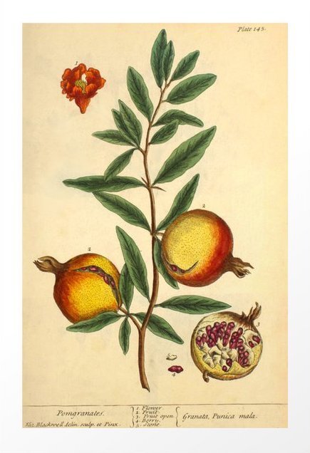 pomegranate-by-elizabeth-blackwell-from-a-curious-herbal-1737-benefiting-the-nature-conservancy-prints.jpg