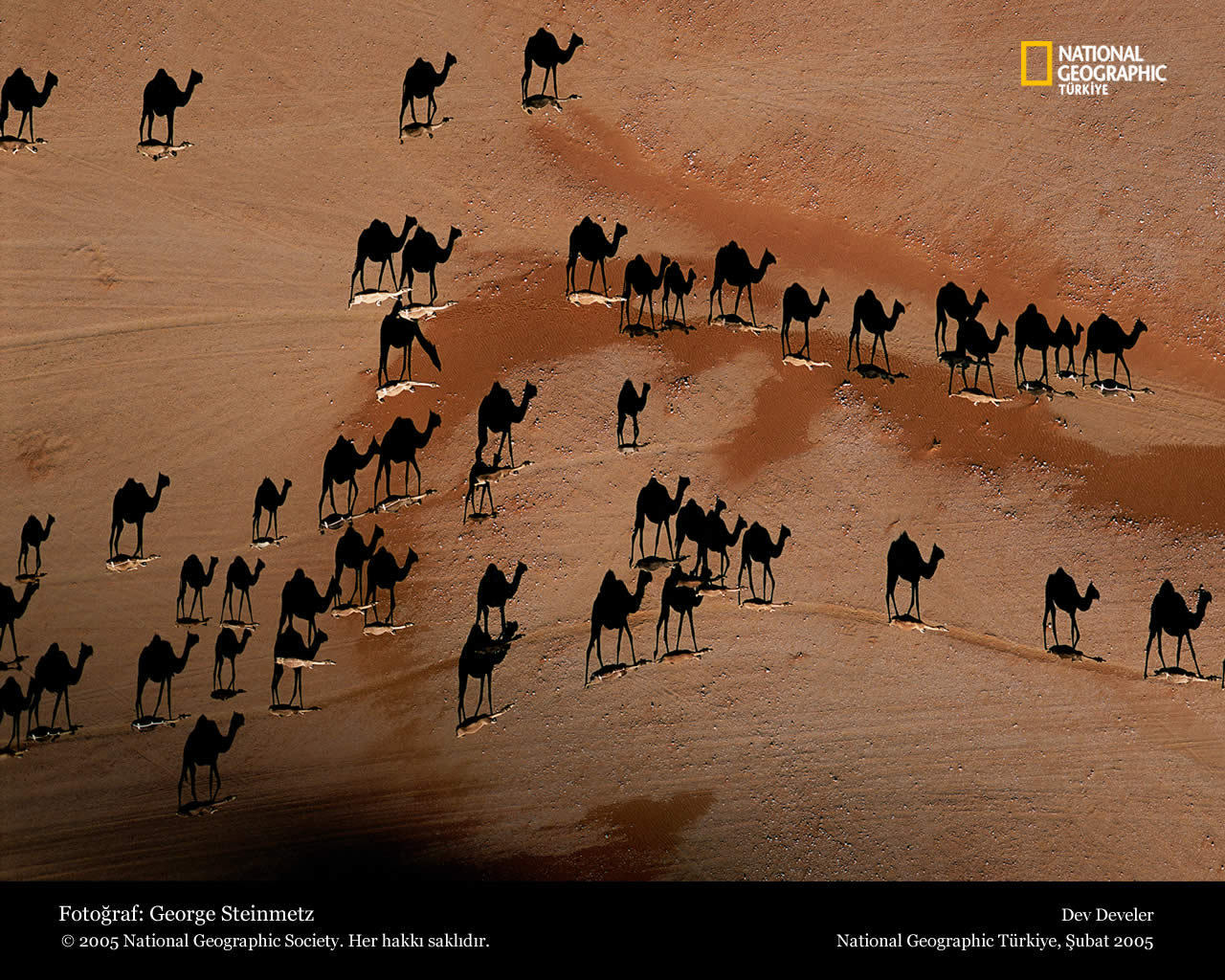 Camels-national-geographic-6901734-1280-1024.jpg