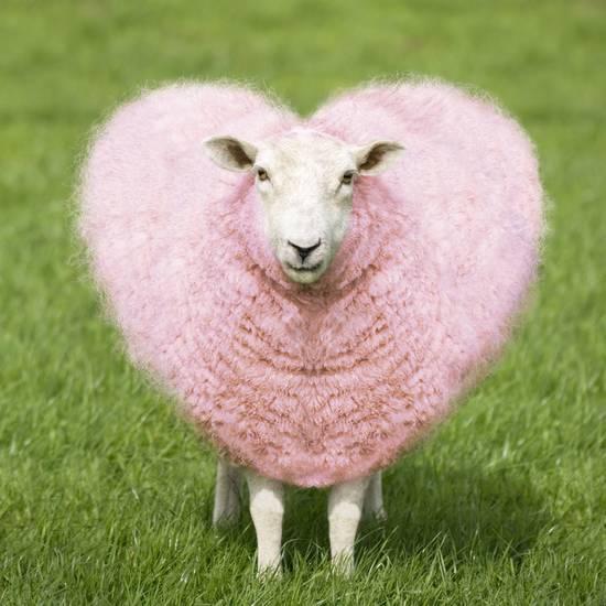 sheep-ewe-pink-heart-shaped-wool_a-l-12464937-14258395.jpg