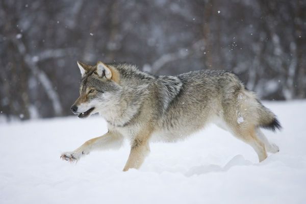 rf-european-grey-wolf-canis-lupus-running-15318594.jpg