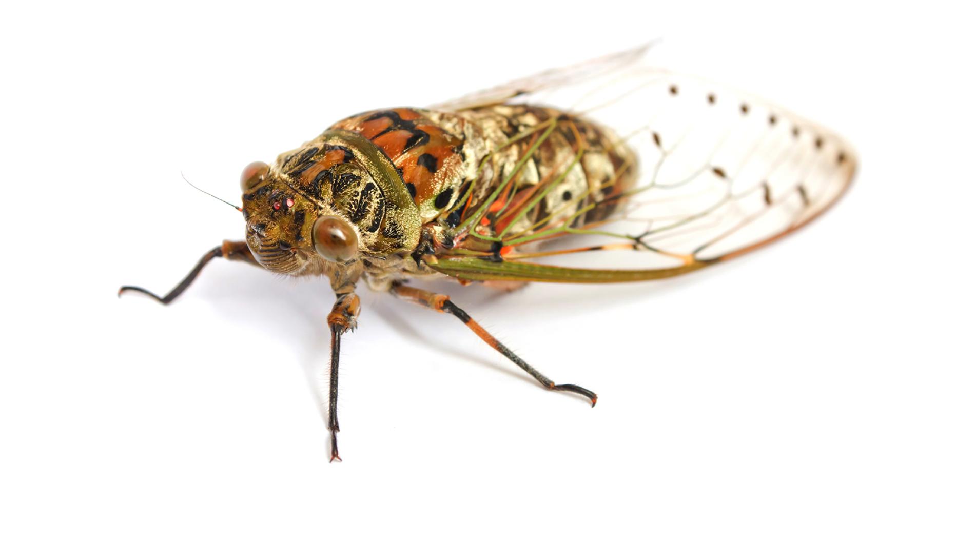 cicada-white-background.ngsversion.1396530807753.adapt.1900.1.jpg
