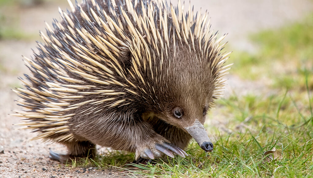 animal-hero-echidna.jpg