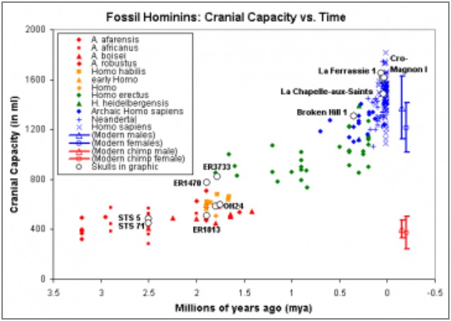 plot-brain-sizes-vs-age.jpg