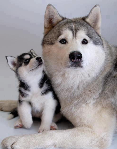 mother-husky-and-pup.jpg