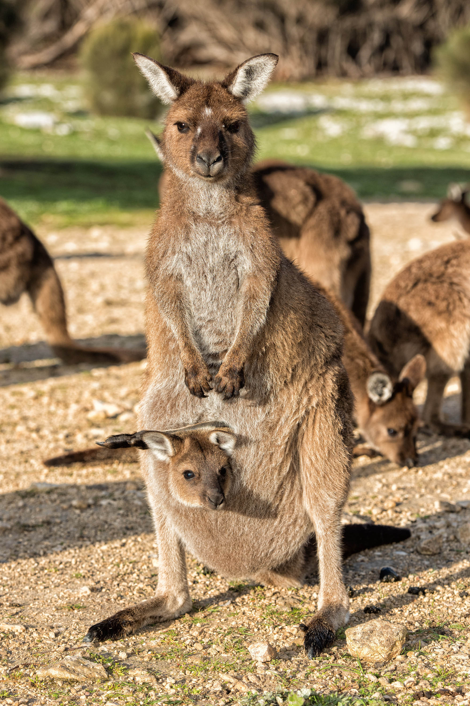 Kangaroo-Island.jpg